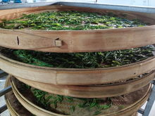 綠水青山育好茶，產業扶貧有希望