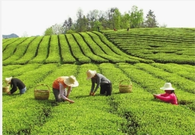 湖南推出茶葉新政，打造湘西公共品牌“瀟湘茶”