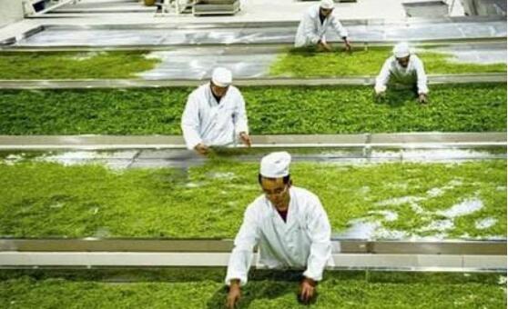 “能喝的古董” 張可明如何將一片茶葉做成1.6億元的企業傳奇