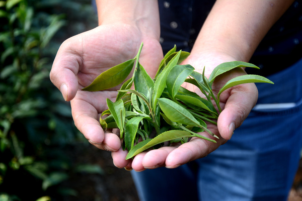 火門山上的茶葉夢 一位逐夢者的堅守與希望