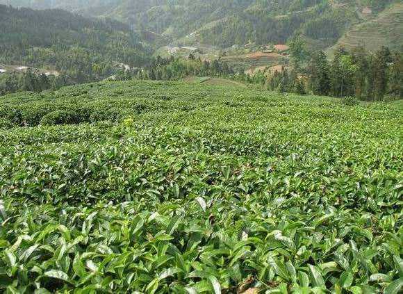 種植無公害茶葉要注意什么?